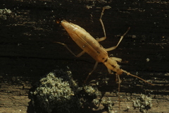 Thelyphassa lineata