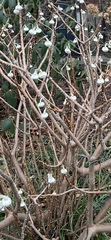Edgeworthia