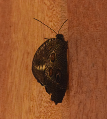 Dasyophthalma creusa