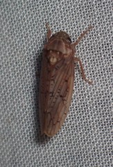 Ponana rubida