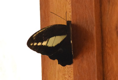 Dasyophthalma creusa