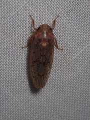 Ponana rubida