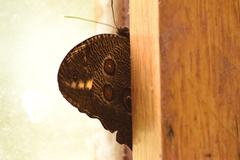 Dasyophthalma creusa