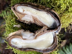 Phallomycetidae