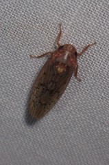 Ponana rubida
