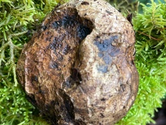 Phallomycetidae