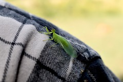 Drepanicus chrysopinus