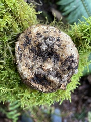 Phallomycetidae