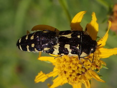 Acmaeodera macra