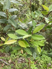 Syzygium kusukusuense
