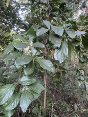 Cordia collococca