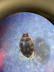 Clarkhydrus decemsignatus