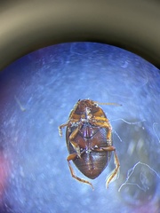 Clarkhydrus decemsignatus