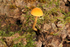 Phaeomarasmius proximans