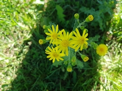 Senecio vernalis