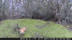 Vulpes vulpes patwin
