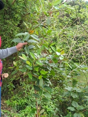 Syzygium kusukusuense