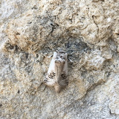Parahypopta caestrum