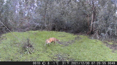 Vulpes vulpes patwin
