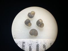 Pyrgulopsis aloba