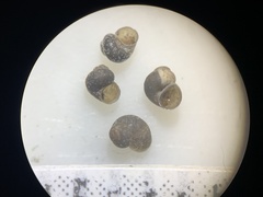Pyrgulopsis aloba