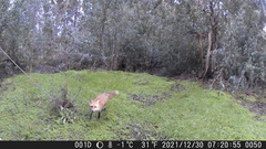 Vulpes vulpes patwin