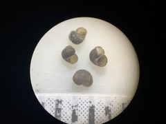 Pyrgulopsis aloba
