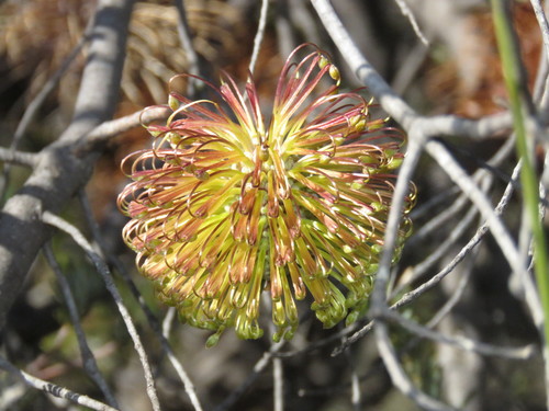 Meisner's Banksia (Banksia meisneri)
