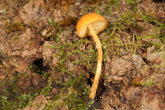 Phaeomarasmius proximans
