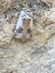 Parahypopta caestrum