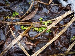 Chrysosplenium americanum