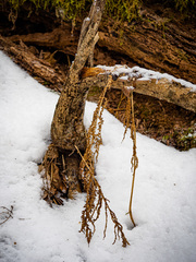 Deparia acrostichoides
