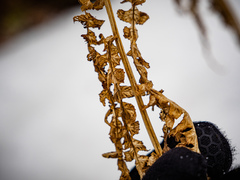 Deparia acrostichoides