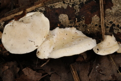 Skeletocutis semipileata