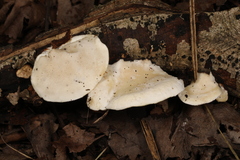 Skeletocutis semipileata