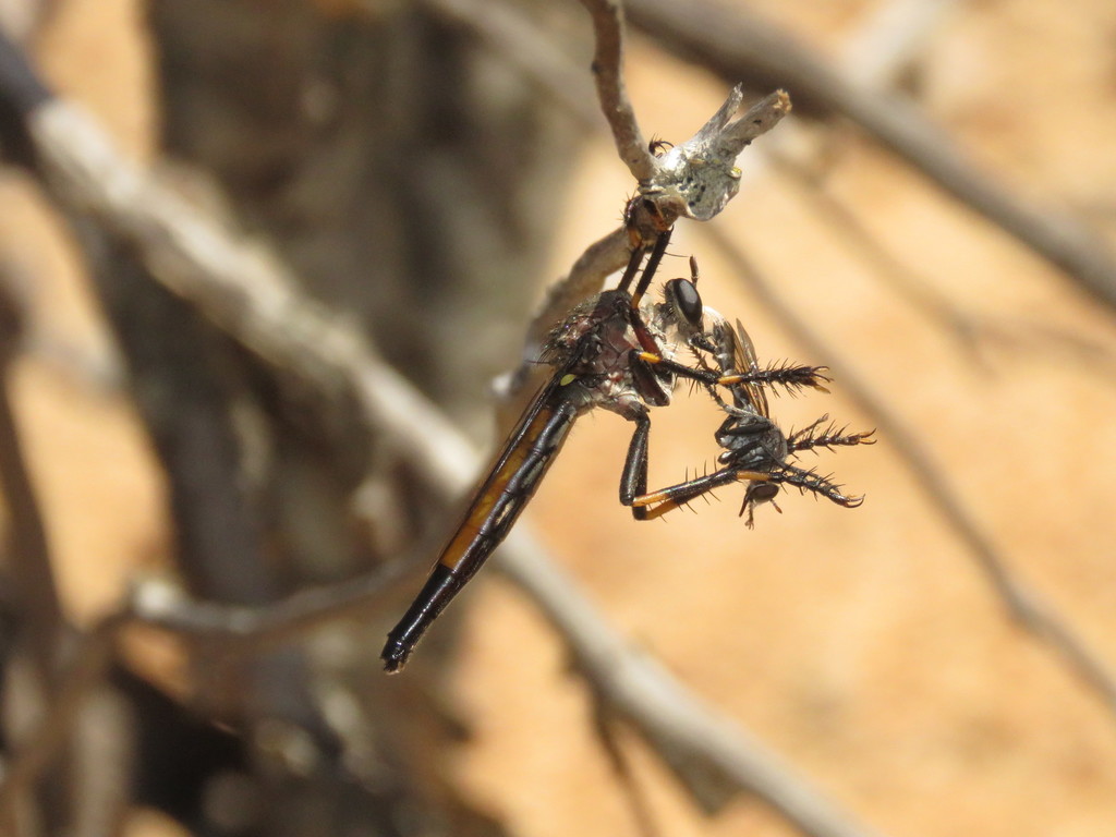 Dakinomyia froggattii
