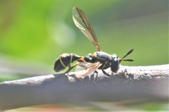 Cerioidini