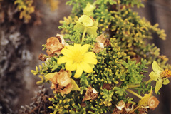 Lecocarpus pinnatifidus