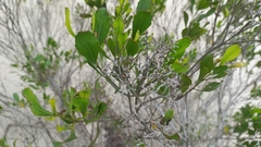 Symphyopappus casarettoi