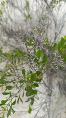 Symphyopappus casarettoi
