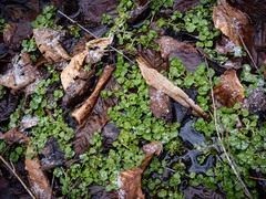 Chrysosplenium americanum