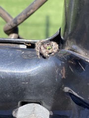 Phidippus audax