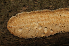 Dichomitus squalens