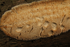 Dichomitus squalens