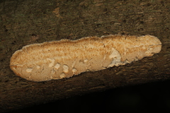 Dichomitus squalens