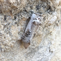 Parahypopta caestrum