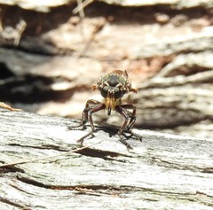 Blepharotes splendidissimus