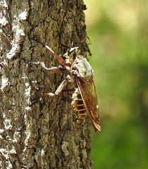 Blepharotes splendidissimus