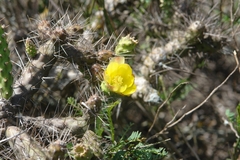Opuntia aequatorialis