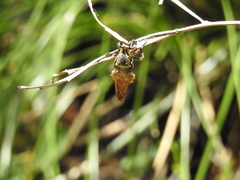 Blepharotes splendidissimus